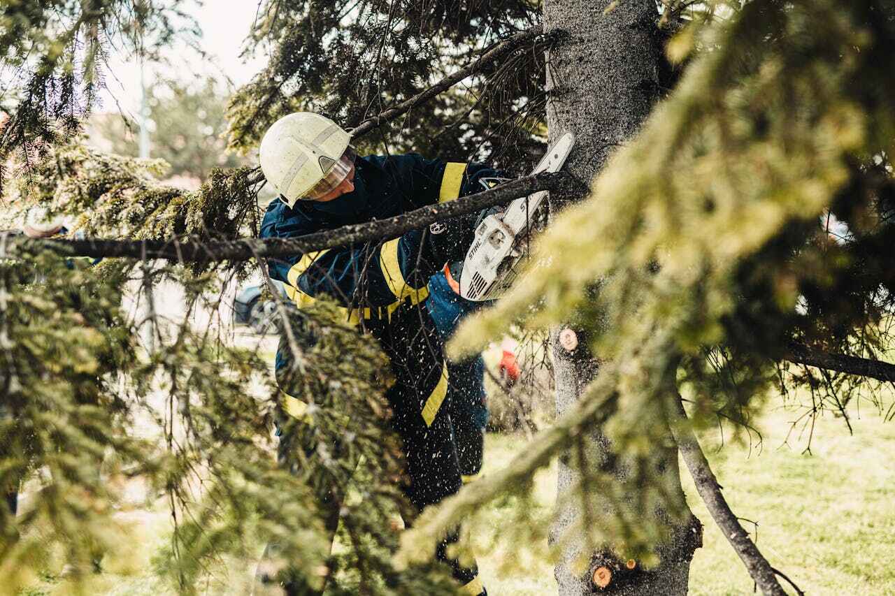 Palm Tree Trimming in Spirit Lake, ID